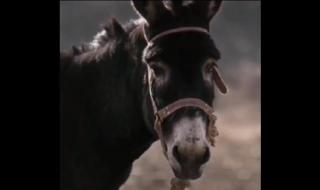 文章跟驴谈人生是什么电影 文章和驴的电影