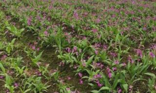 北方种植什么药材比较赚钱 药材种植业致富项目