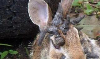 七只兔子背后恐怖的故事 十只兔子恐怖真相