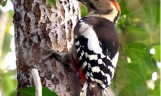 什么是啄木鸟剧情 啄木鸟剧情