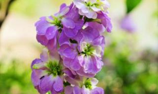 野生紫罗兰的花语和寓意 紫罗兰的花语和寓意