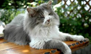 挪威的森林村上春树经典片段 挪威的森林开车6分钟