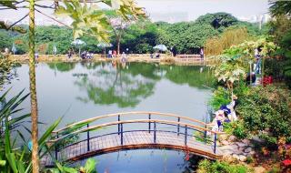 深圳青青世界和世界之窗哪个好玩 深圳青青世界一日游