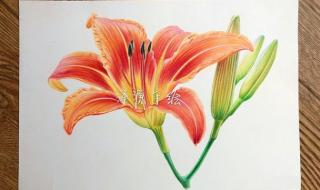 忘忧草的含意 忘忧草代表什么意思